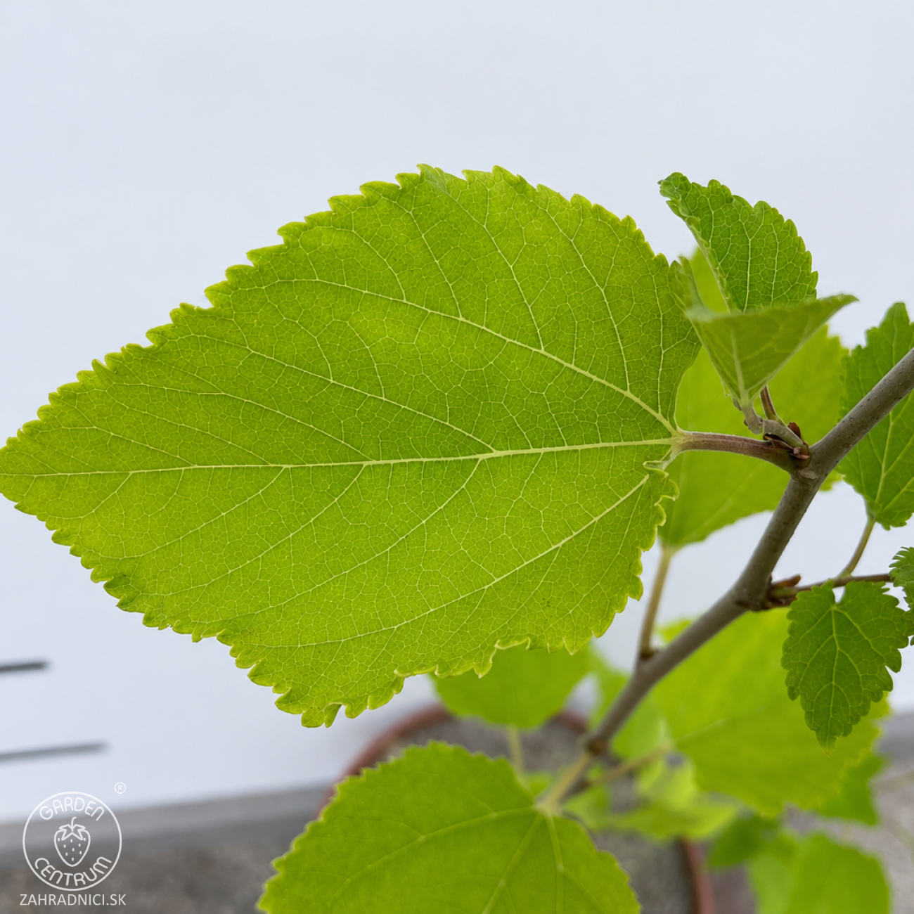 Obrázok Moruša trpasličia (Morus rotundiloba) 'Mojo Berry' ® - výška 50-60 cm, kont. C3L